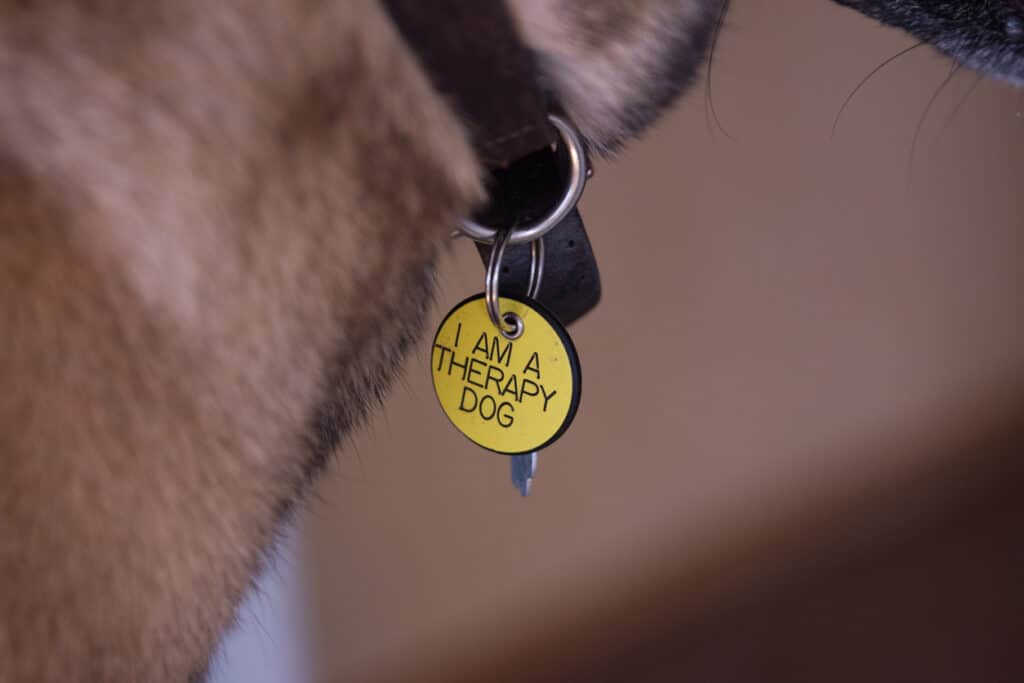 A round, yellow therapy dog tag hanging off the collar of a German Shepherd dog